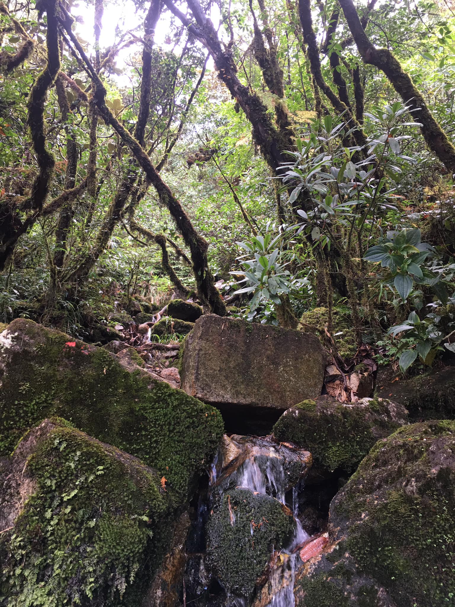 Tour of Trekking from Bac Ha to Thong Nguyen 11 Days